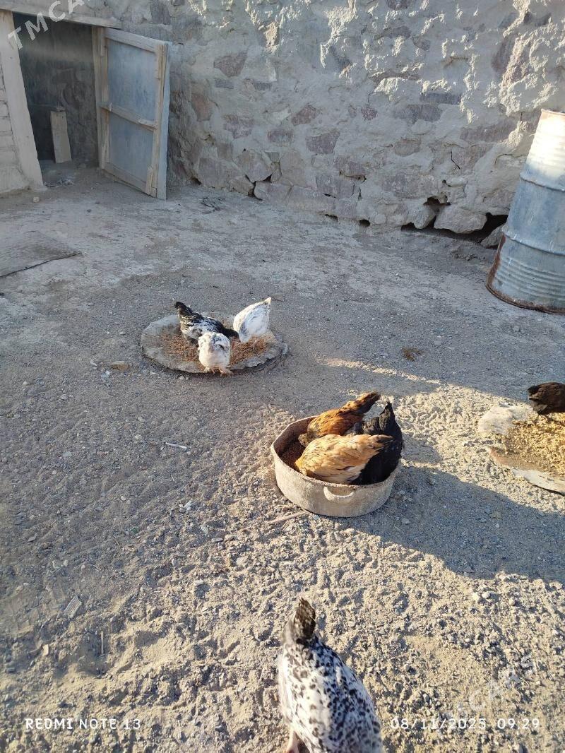 towuk - Джебел - img 2