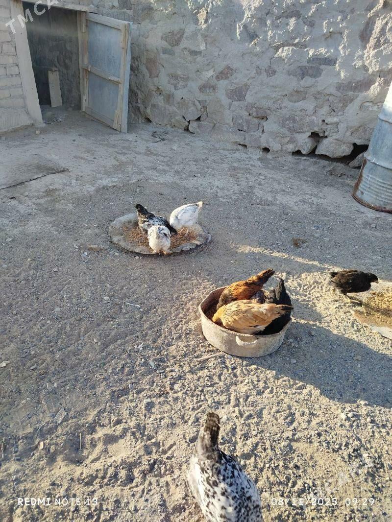 towuk - Джебел - img 3