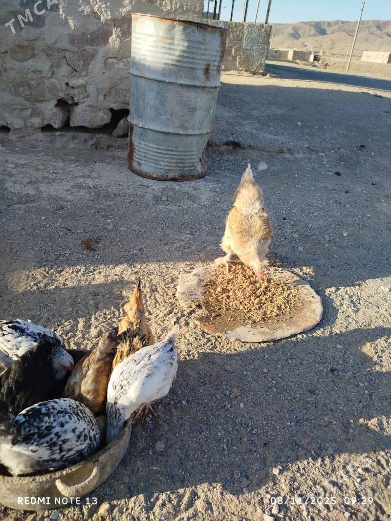 towuk - Джебел - img 4