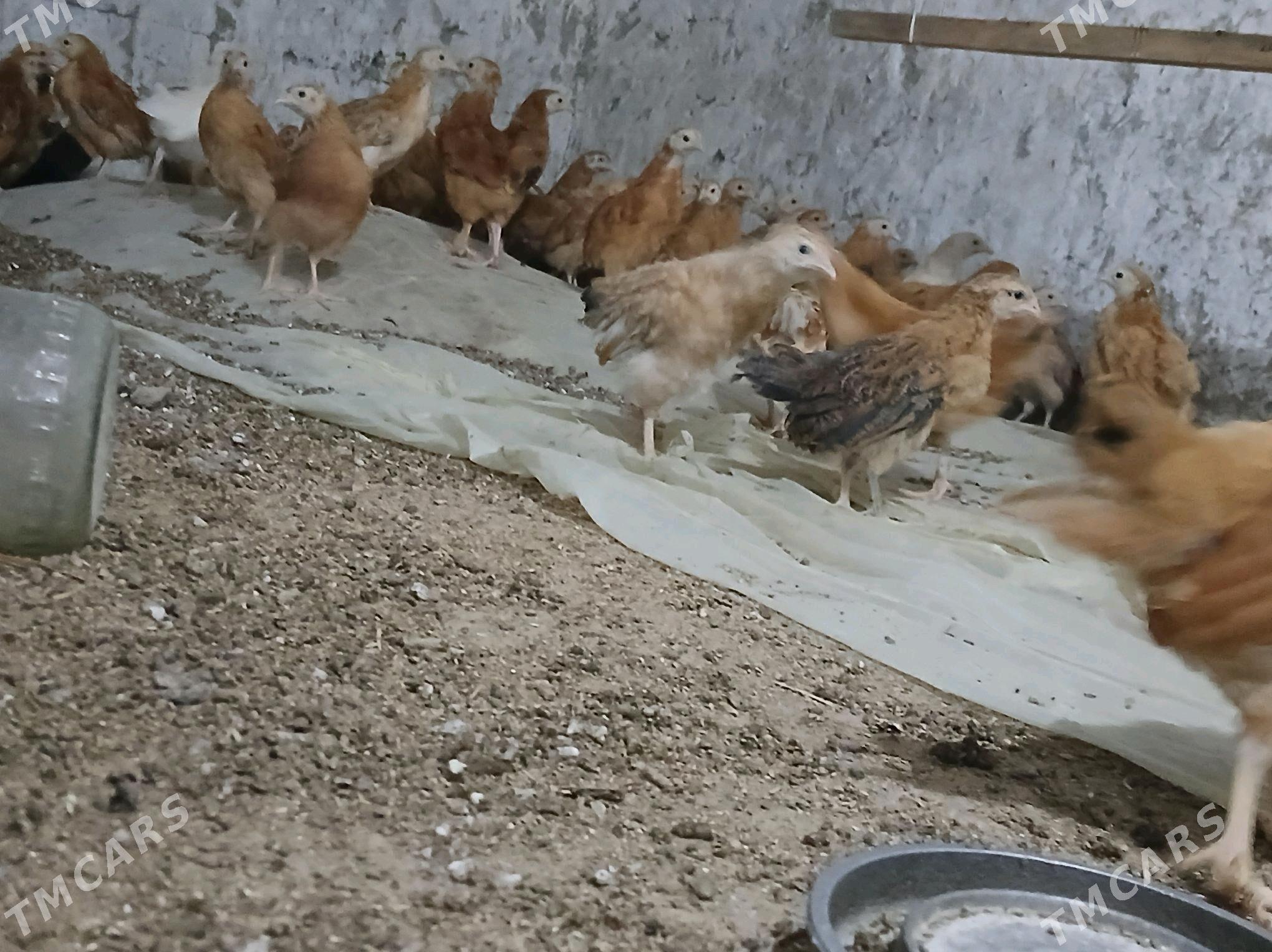 jüýje - Bäherden - img 3