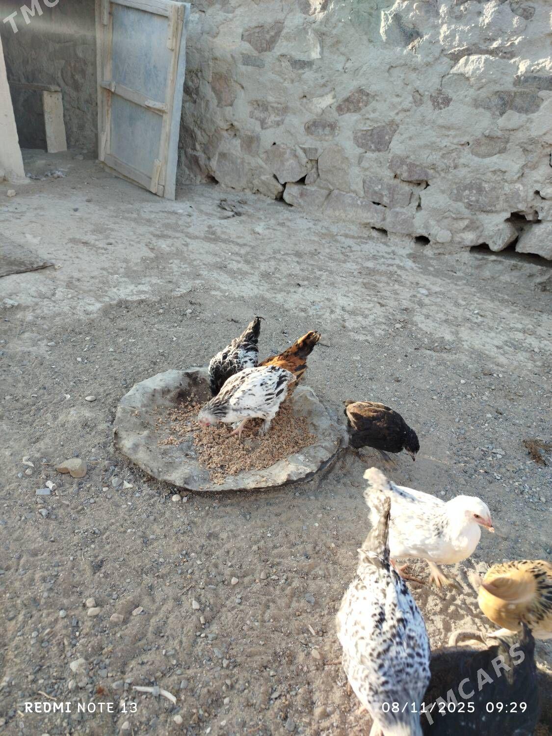 towuk - Джебел - img 5