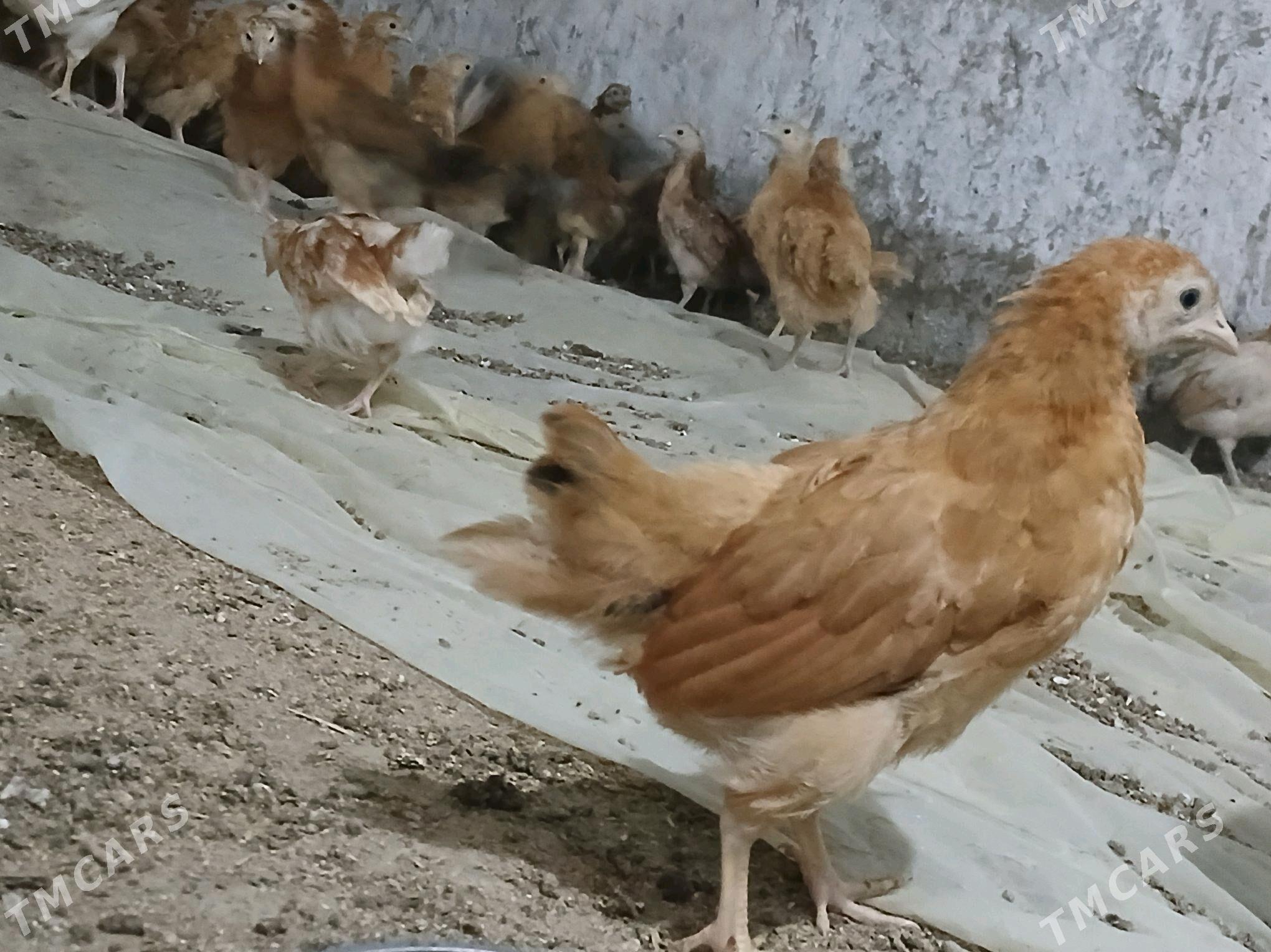 jüýje - Bäherden - img 4