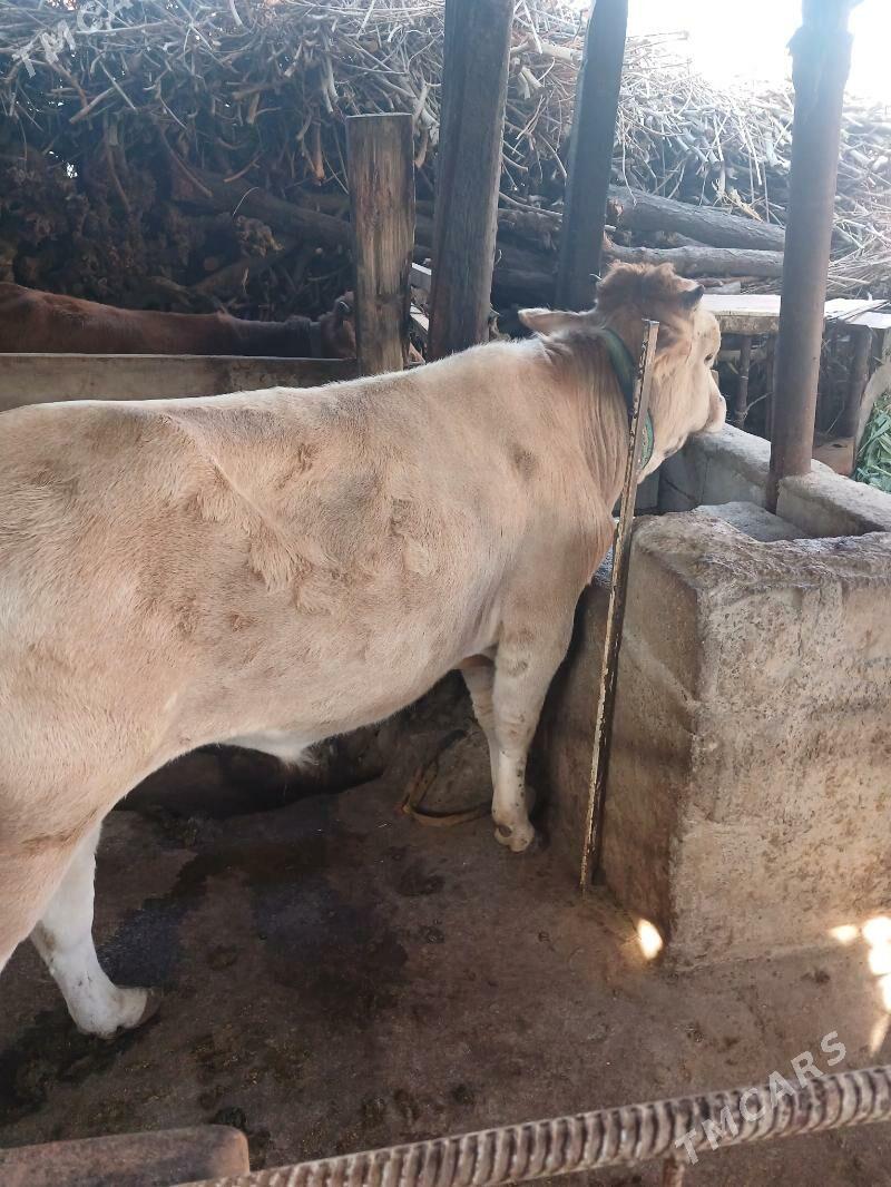 Tohum öküz - Änew - img 4