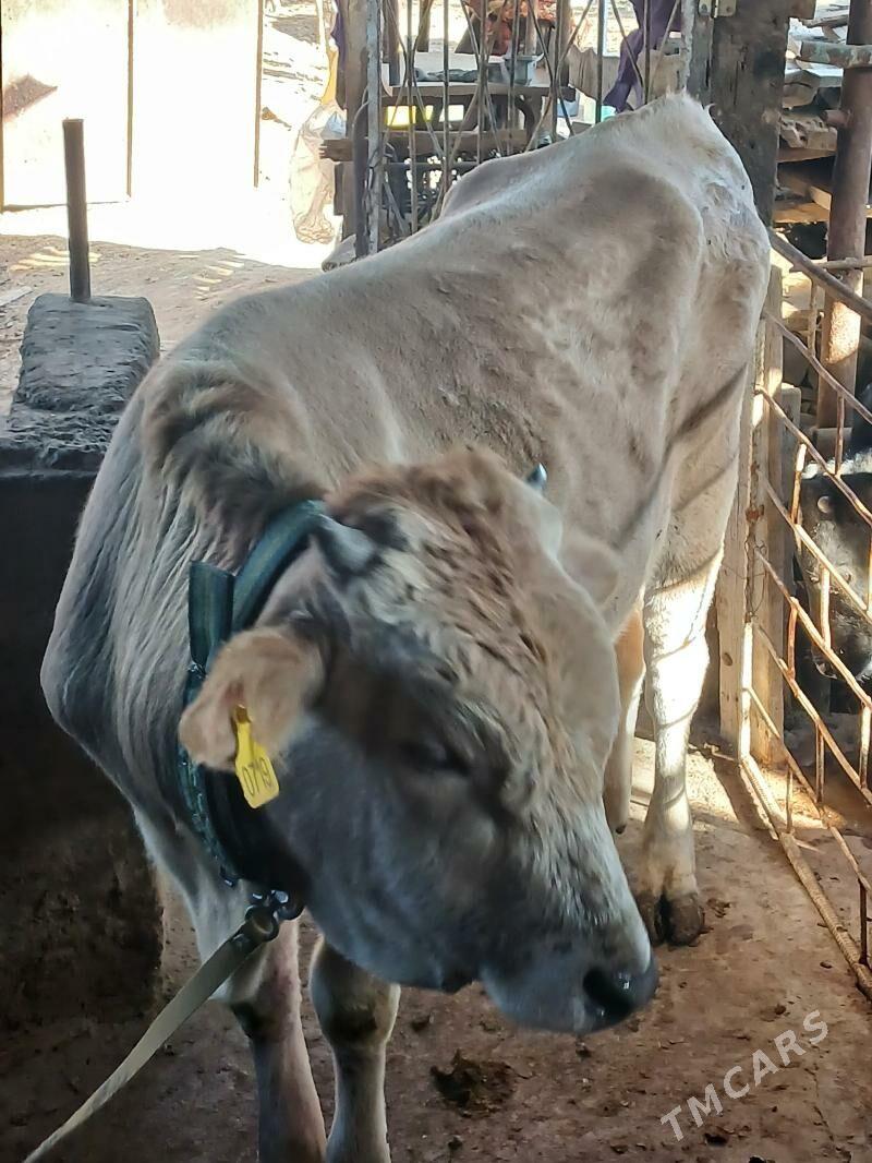 Tohum öküz - Änew - img 1