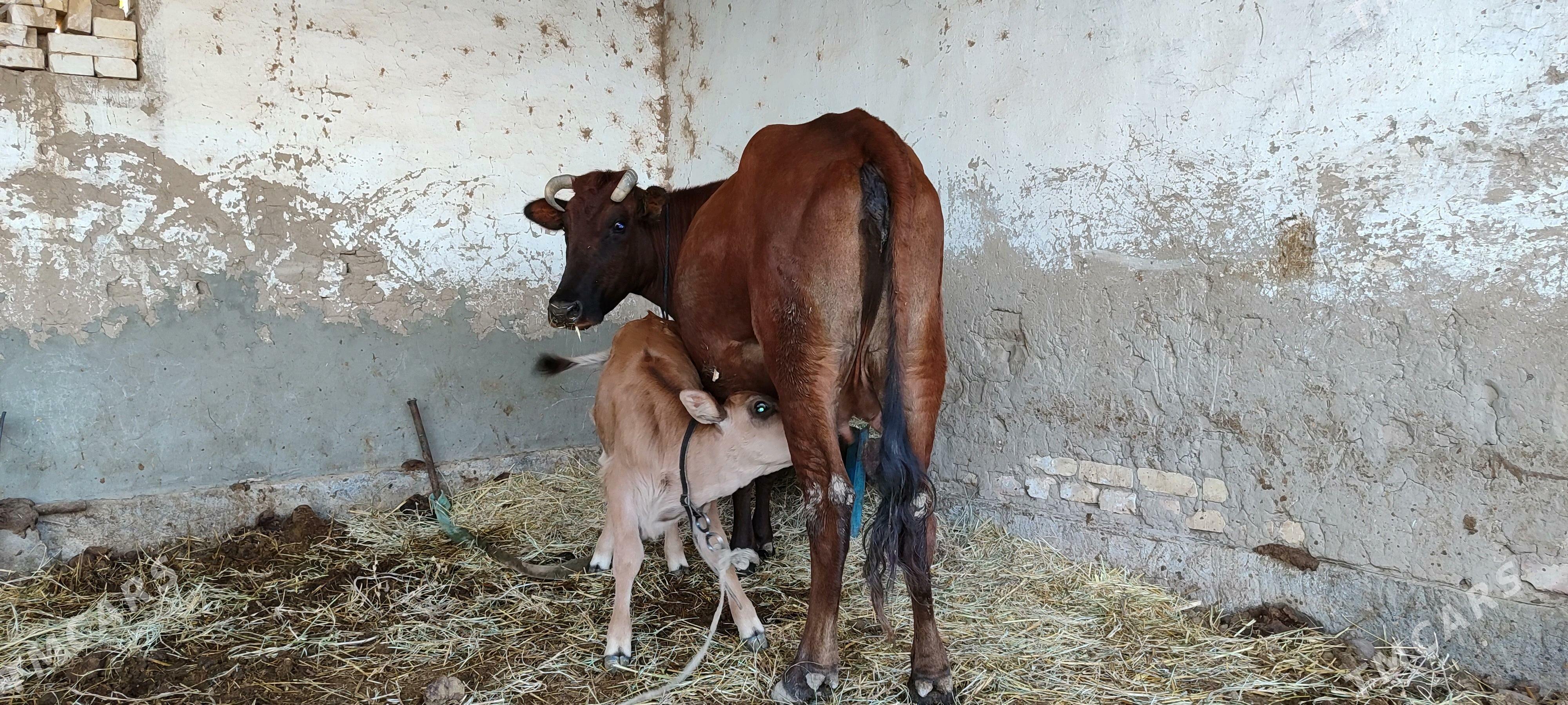 golili sygyr - Векильбазар - img 1