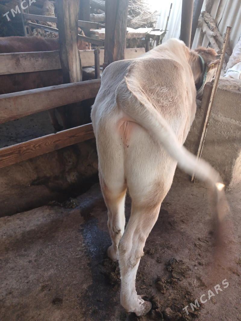 Tohum öküz - Änew - img 3