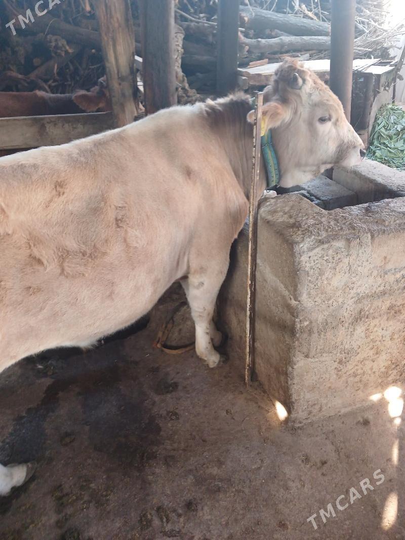 Tohum öküz - Änew - img 2