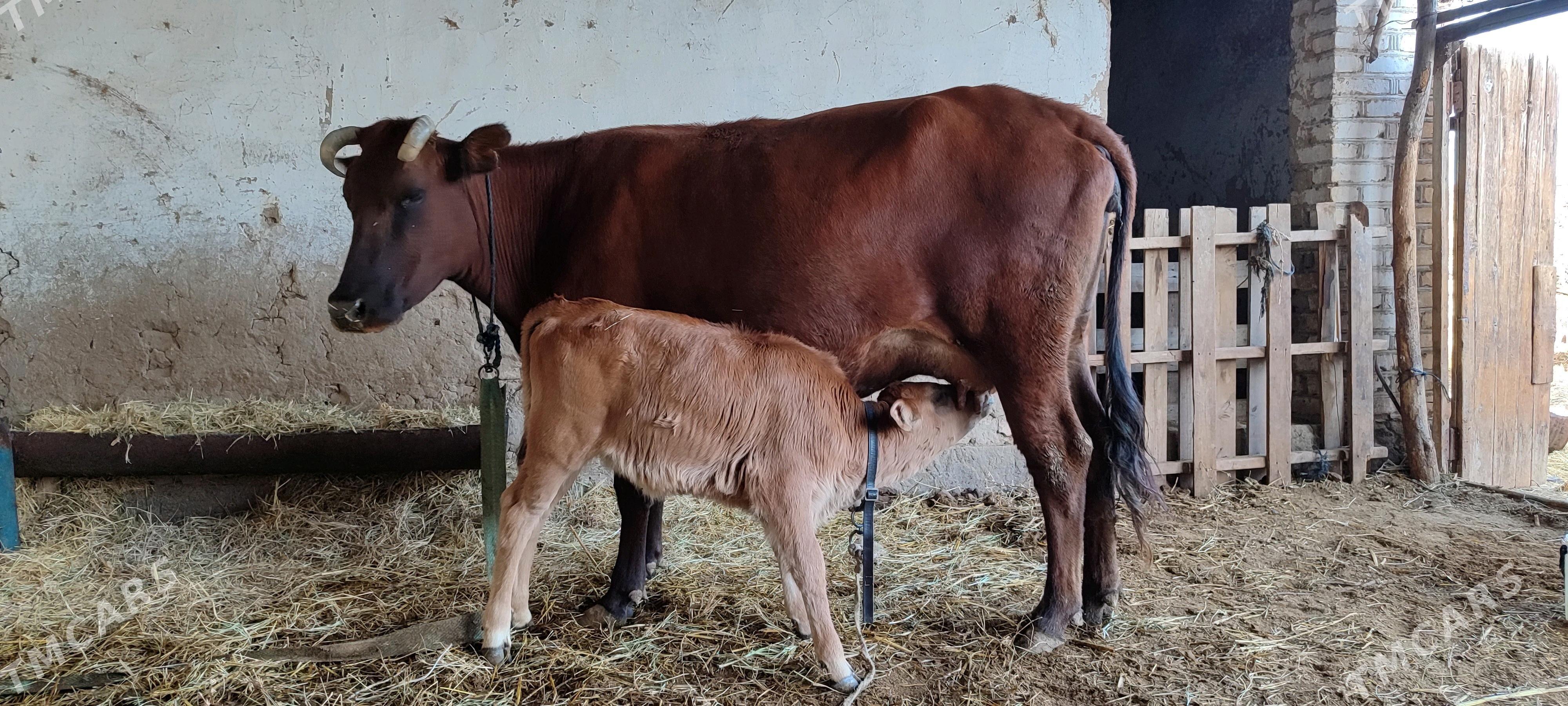 golili sygyr - Векильбазар - img 2