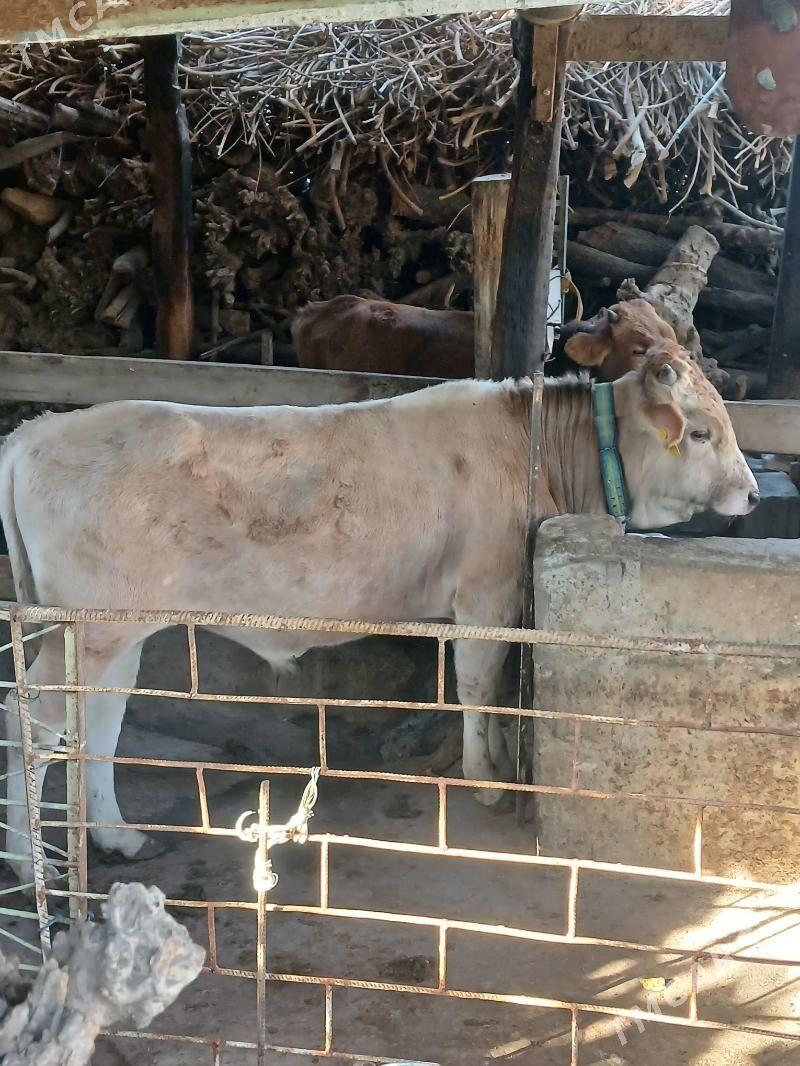 Tohum öküz - Änew - img 5