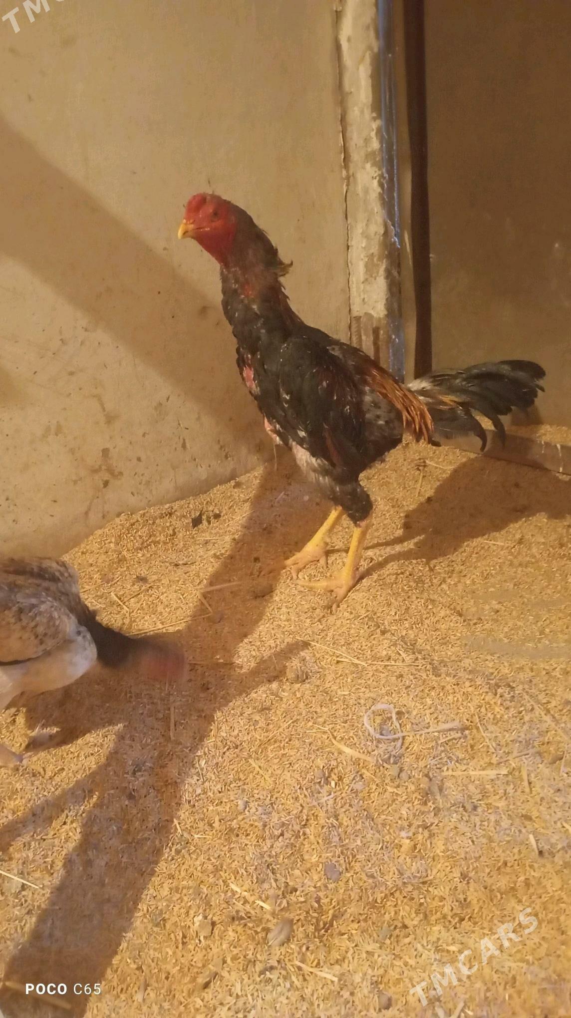 хороз - Шабатский этрап - img 1