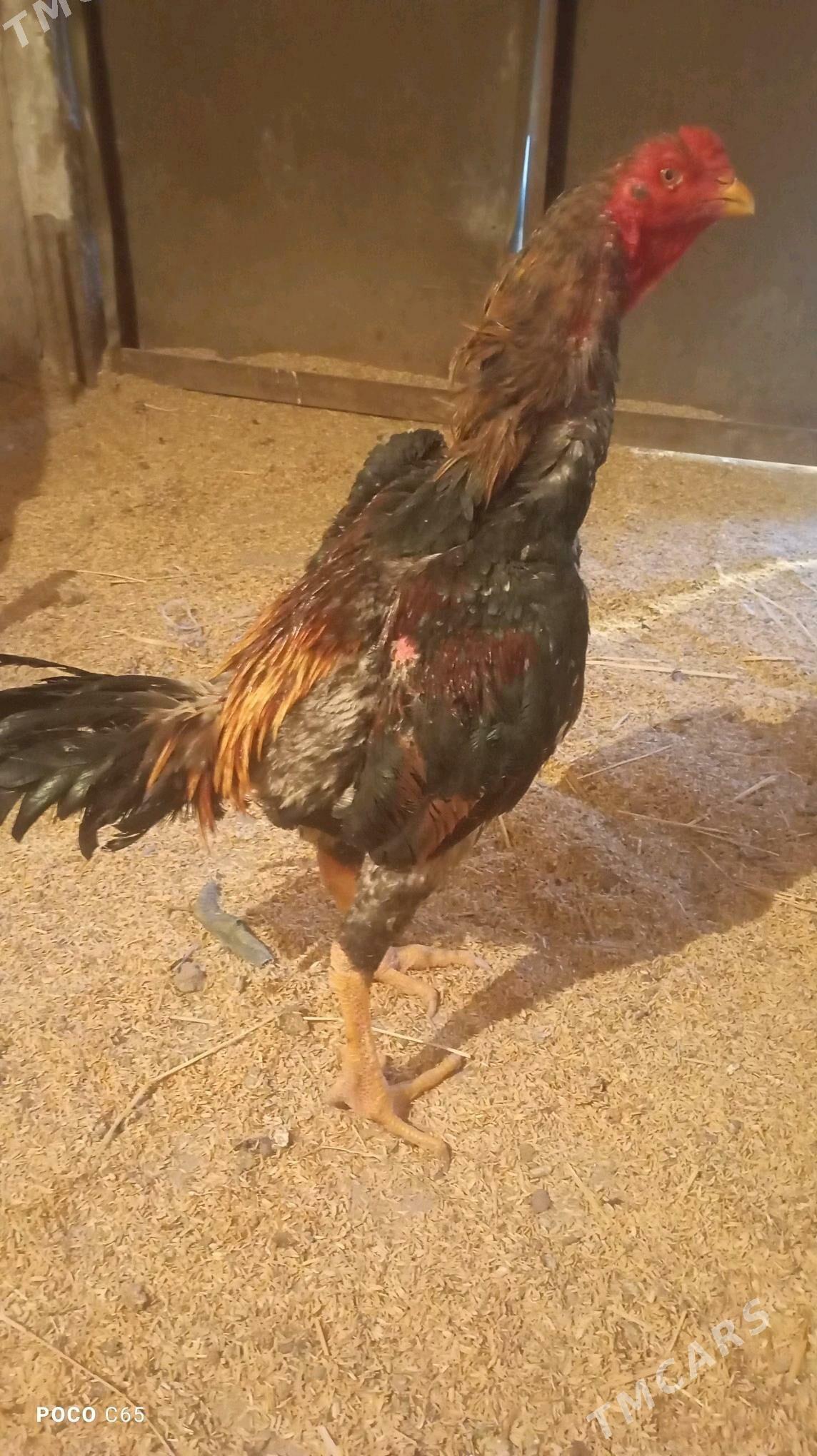 хороз - Шабатский этрап - img 2