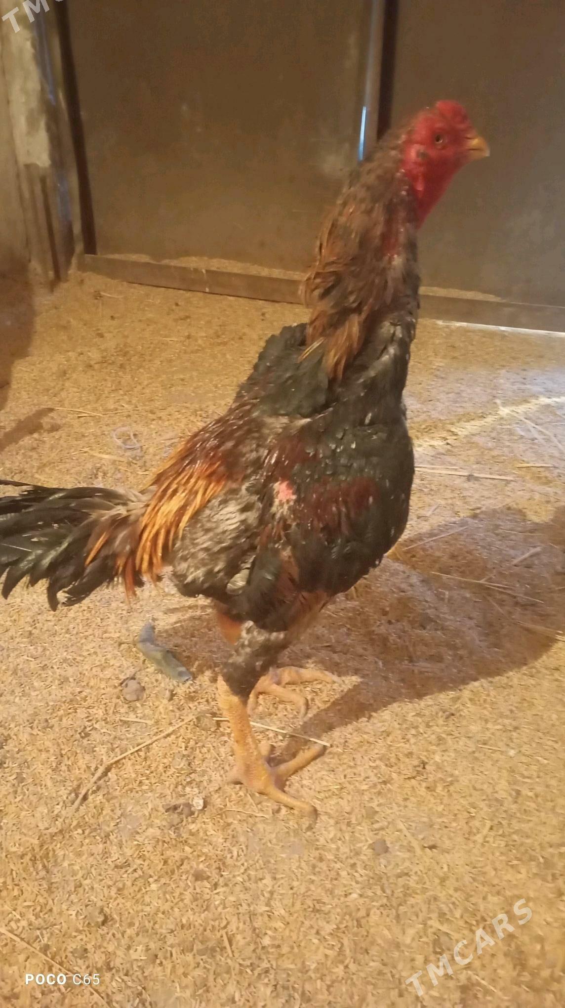 хороз - Шабатский этрап - img 3