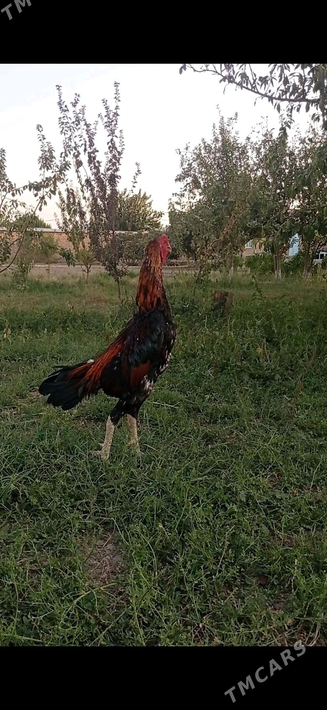 bayes - Wekilbazar - img 4