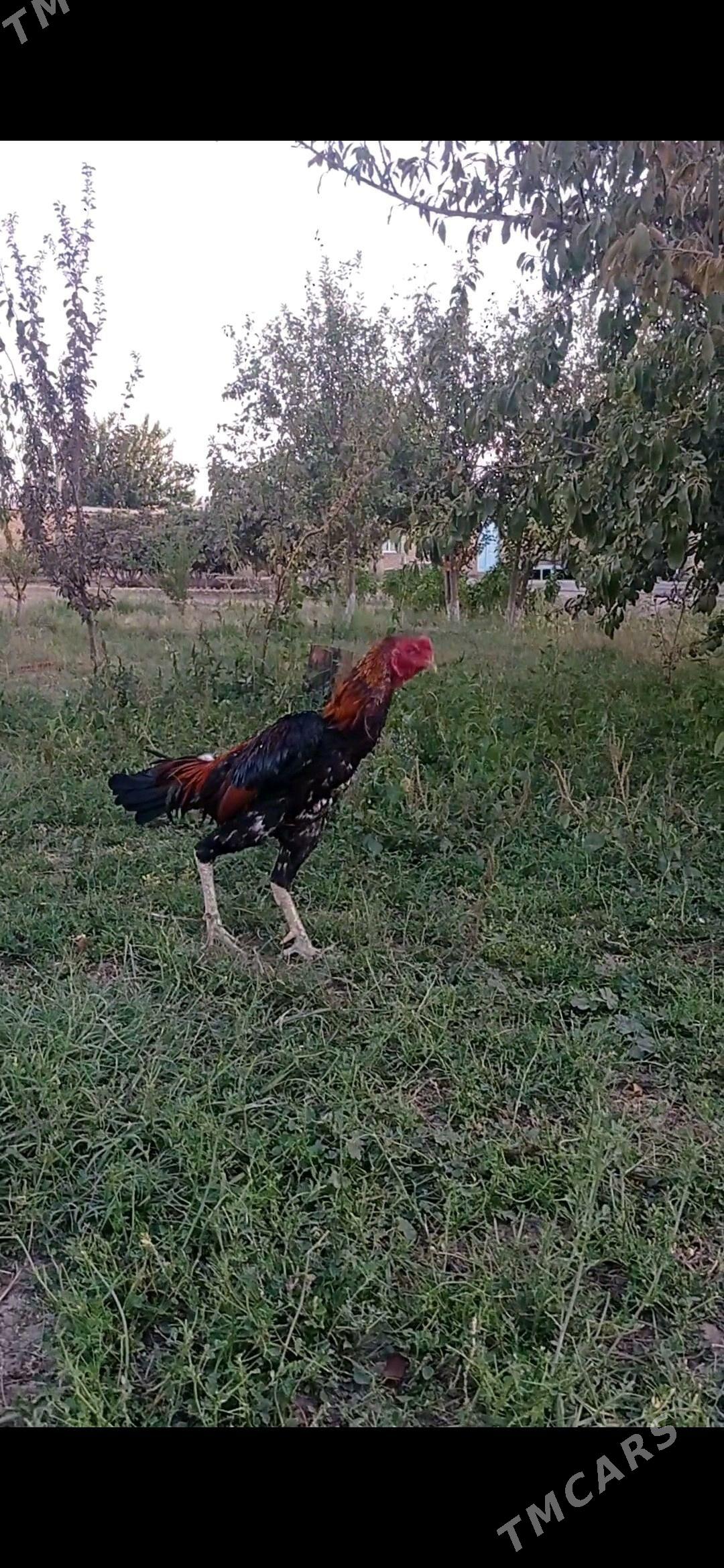 bayes - Wekilbazar - img 3