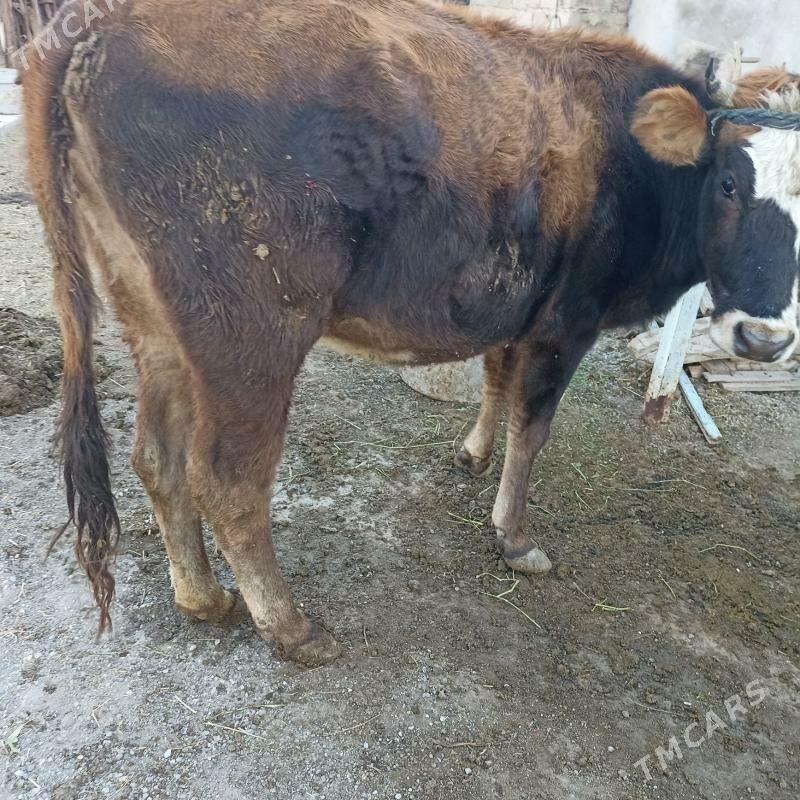 Sygyr gysy12600r - Ak bugdaý etraby - img 1