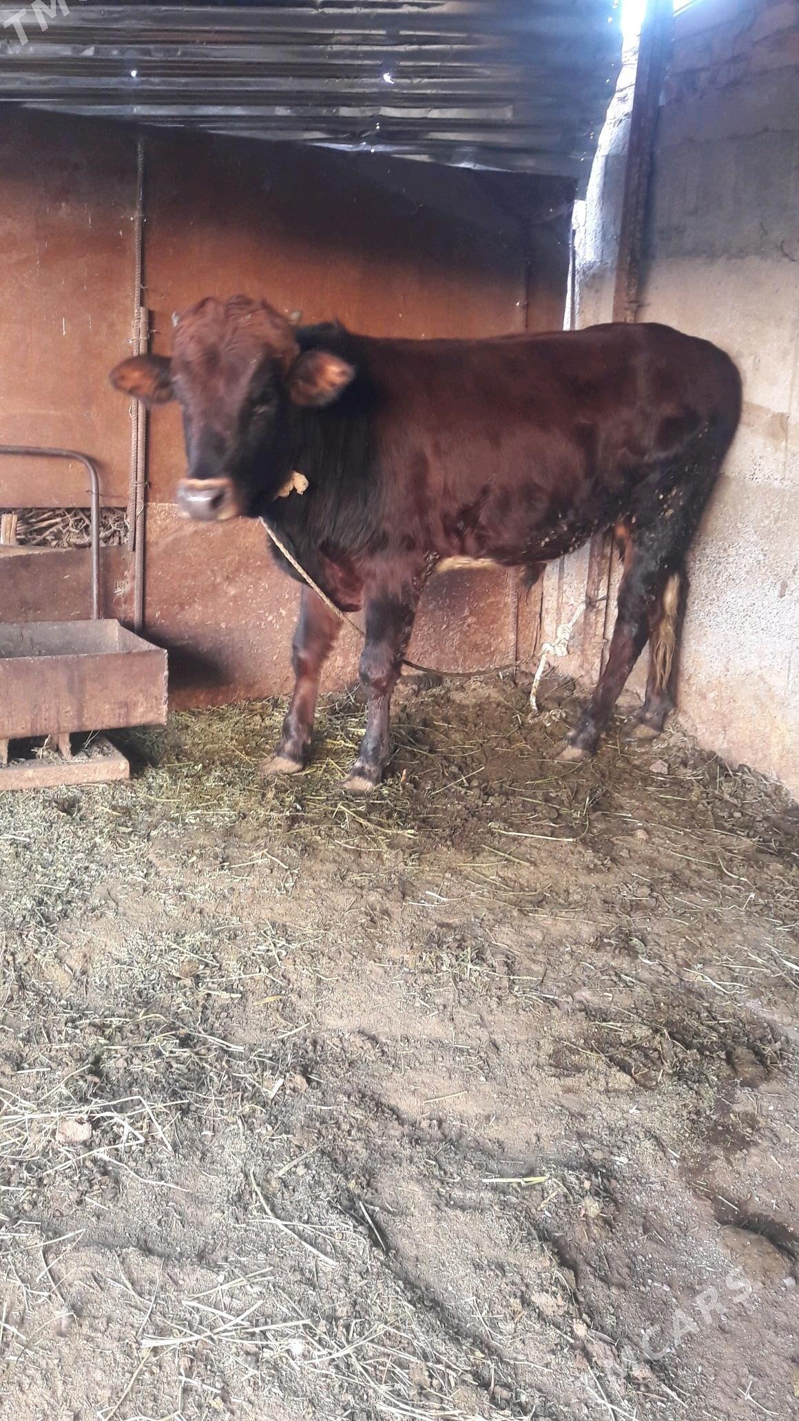 okuz - Gökdepe - img 4