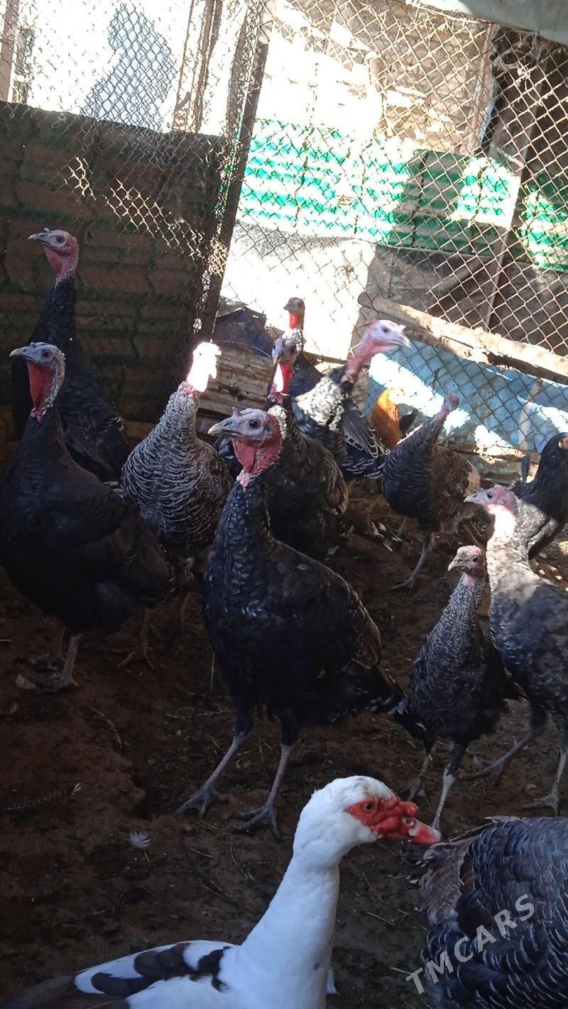 İnduk - Çärjew - img 2