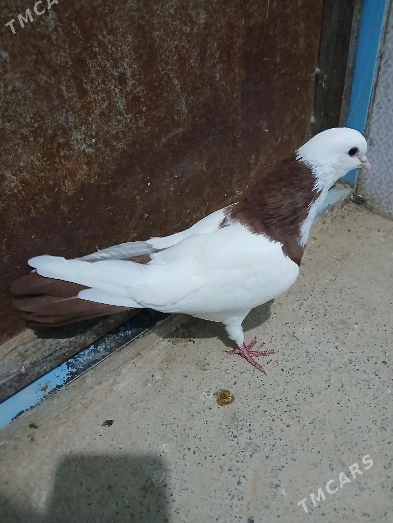 kepderi - Гызыларбат - img 2