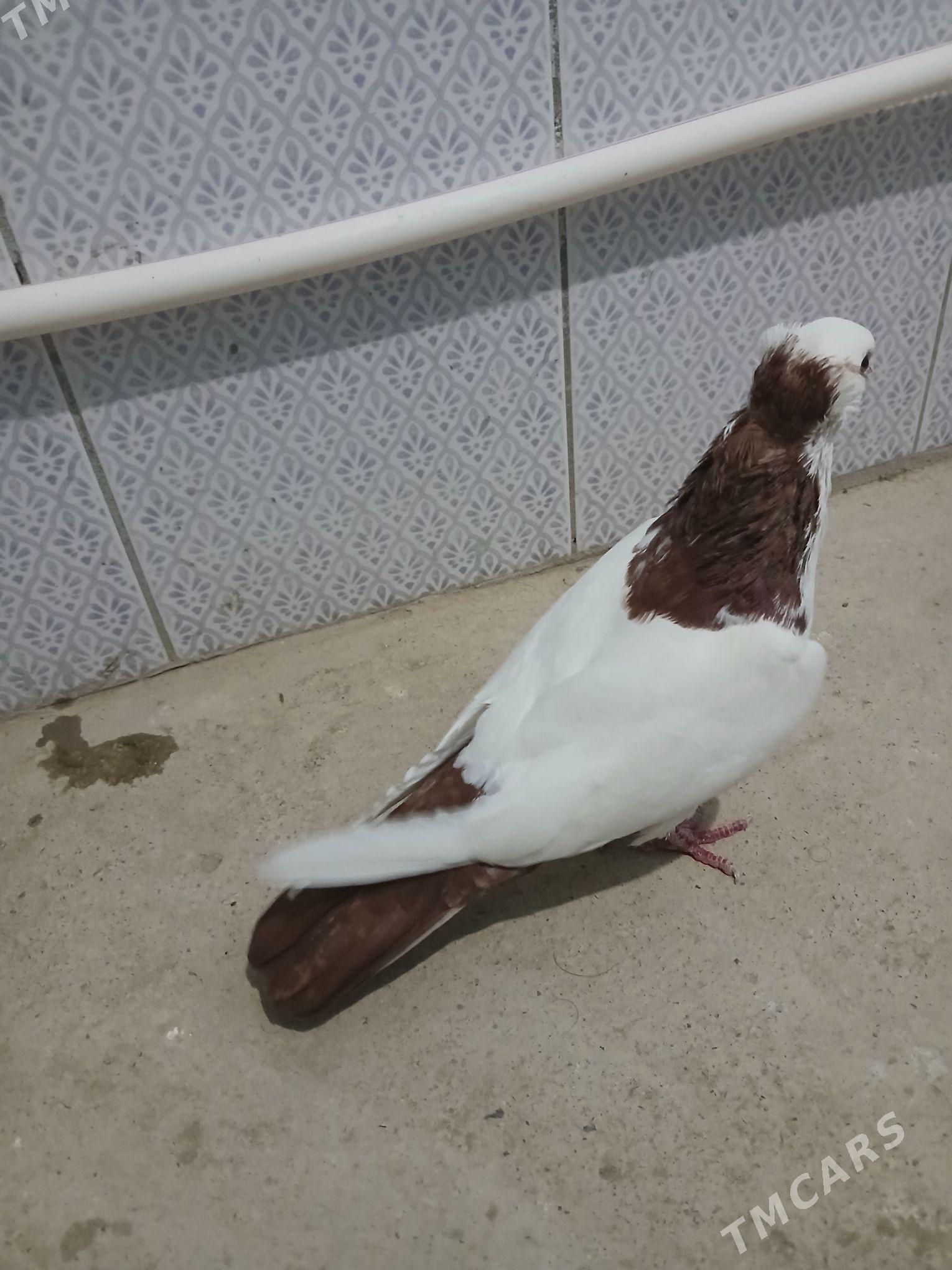 kepderi - Гызыларбат - img 4