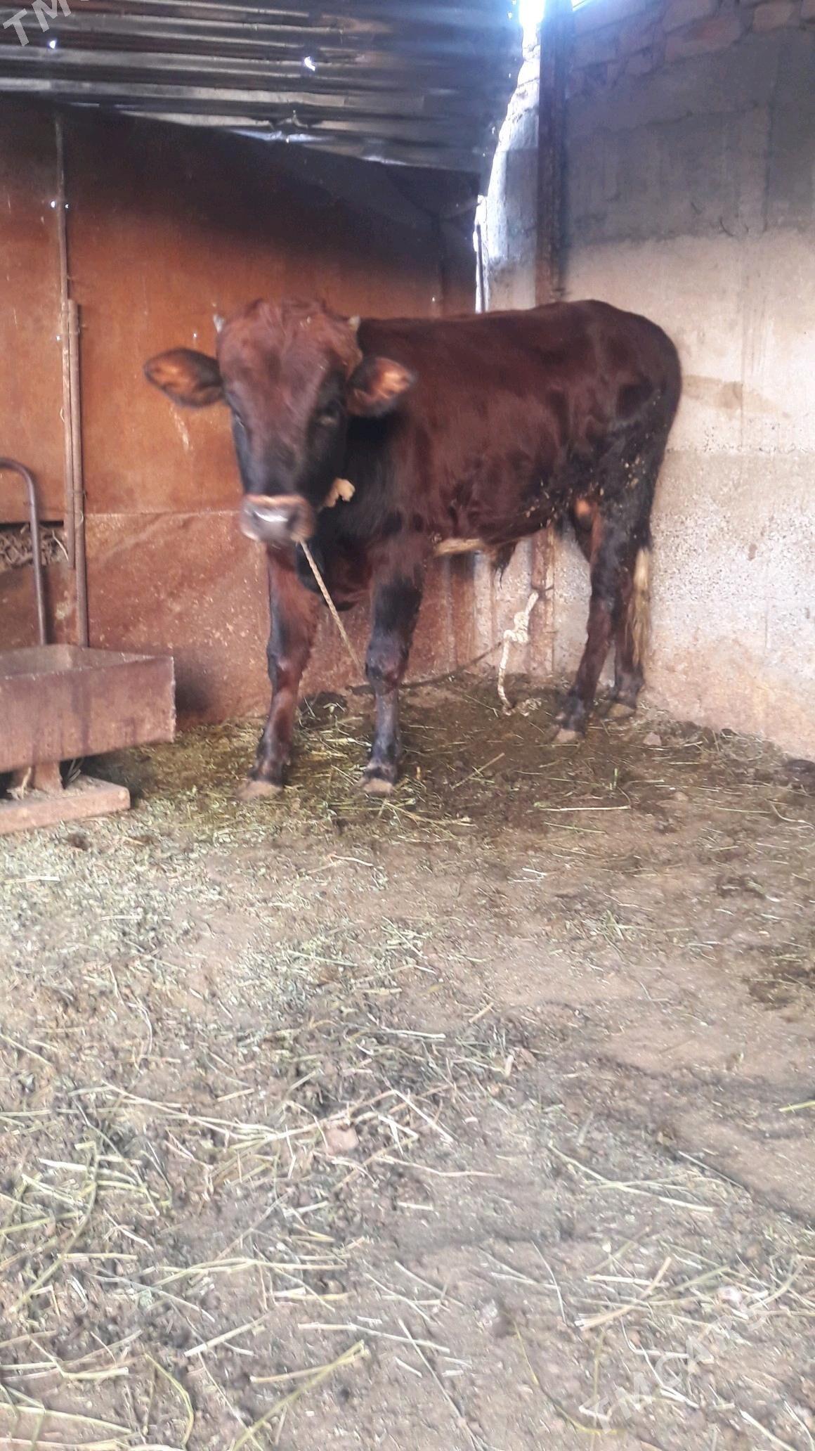 okuz - Gökdepe - img 2