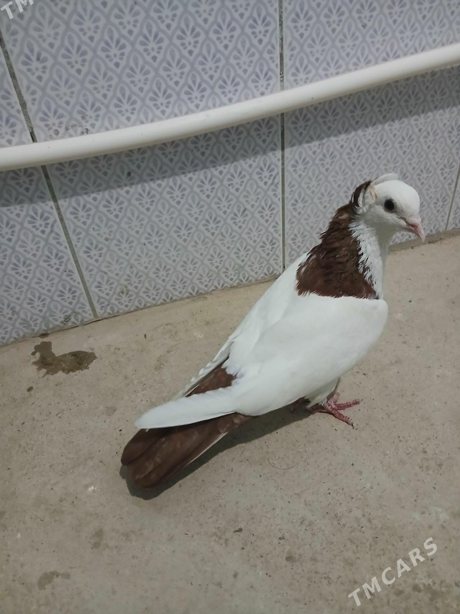 kepderi - Гызыларбат - img 3