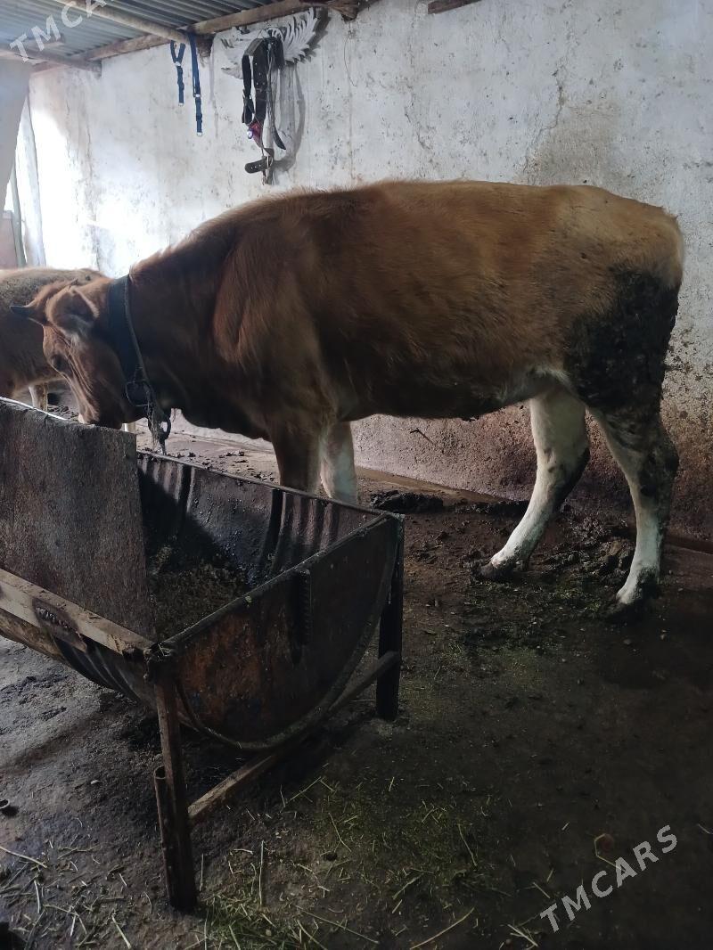 şwes tüwe - Ашхабад - img 2