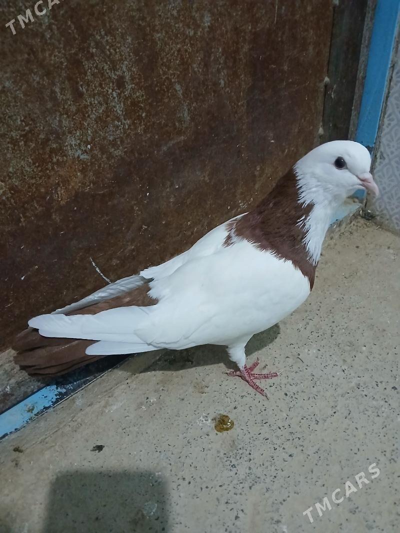 kepderi - Гызыларбат - img 1