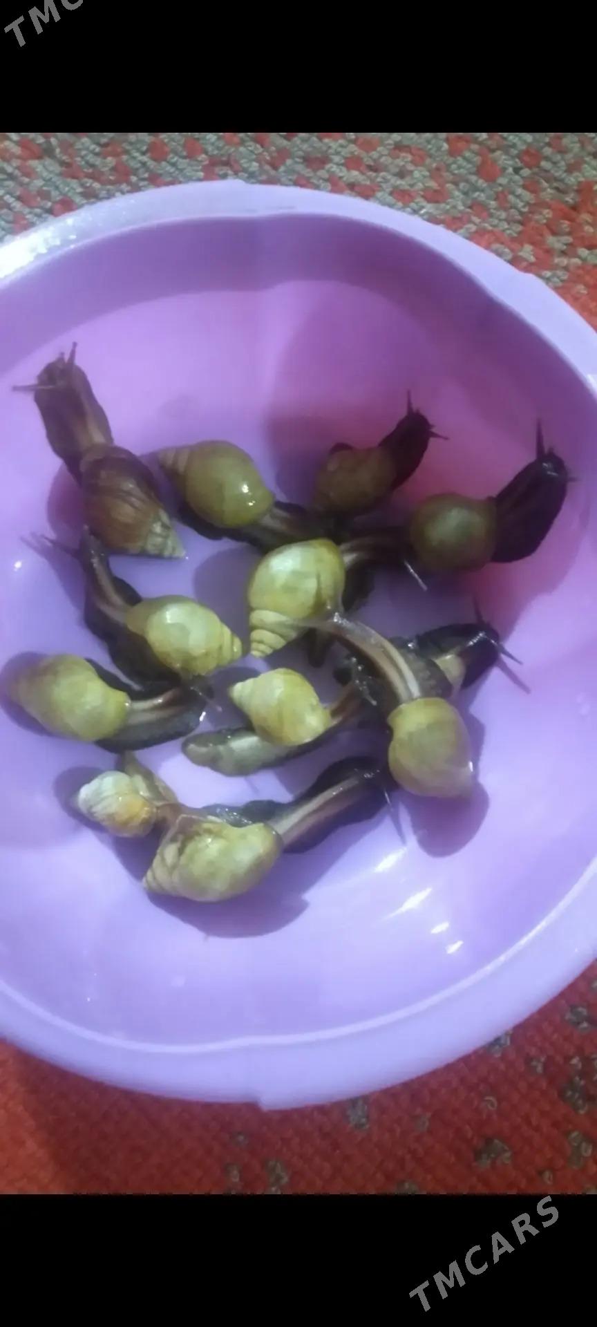 улитки, ulitki - Mary - img 2