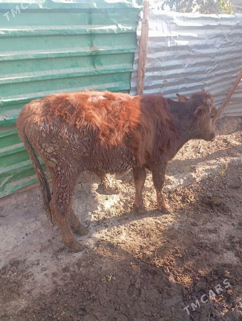 Qkiz - Çärjew - img 3