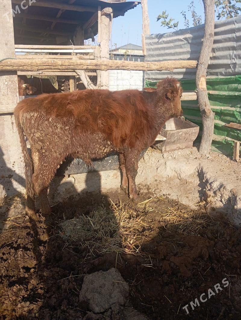 Qkiz - Çärjew - img 5