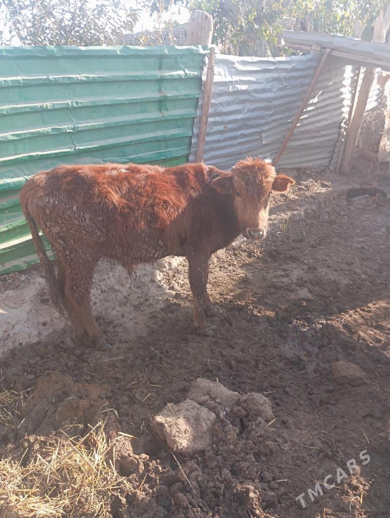 Qkiz - Çärjew - img 4