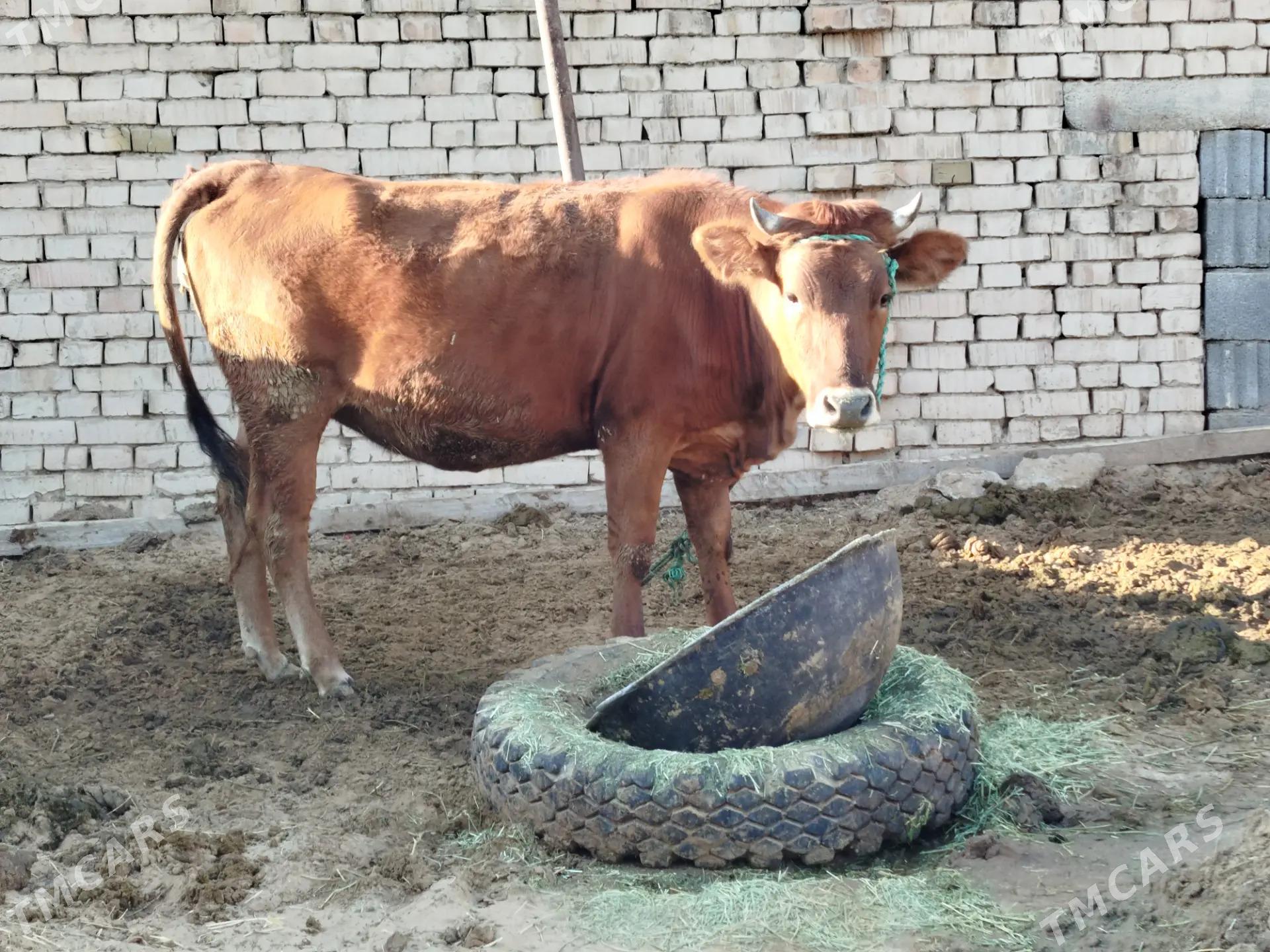 tuwe - Ашхабад - img 2