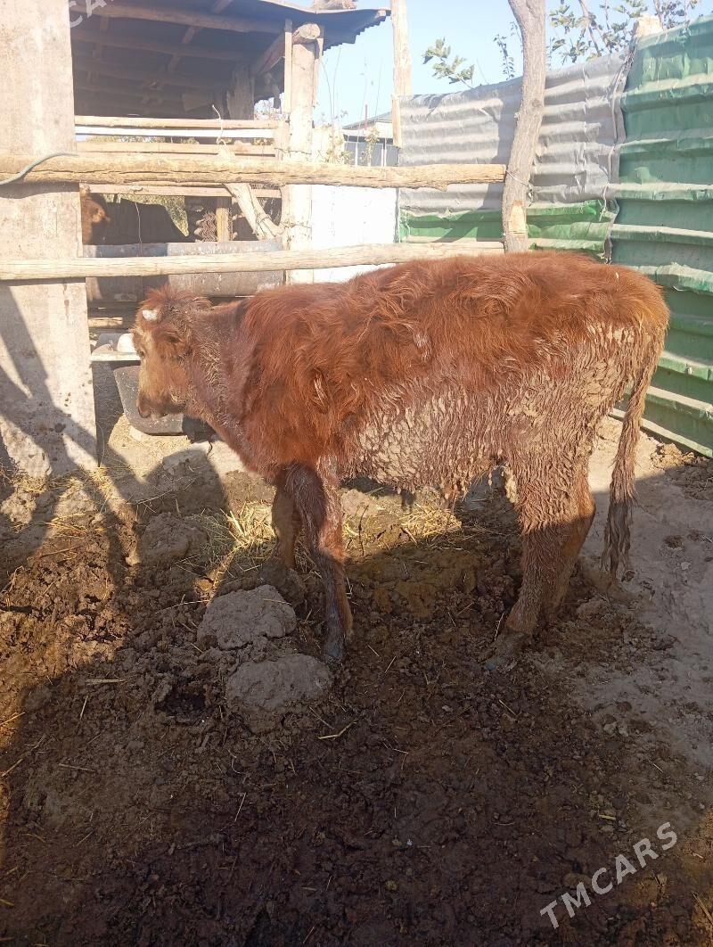 Qkiz - Çärjew - img 2