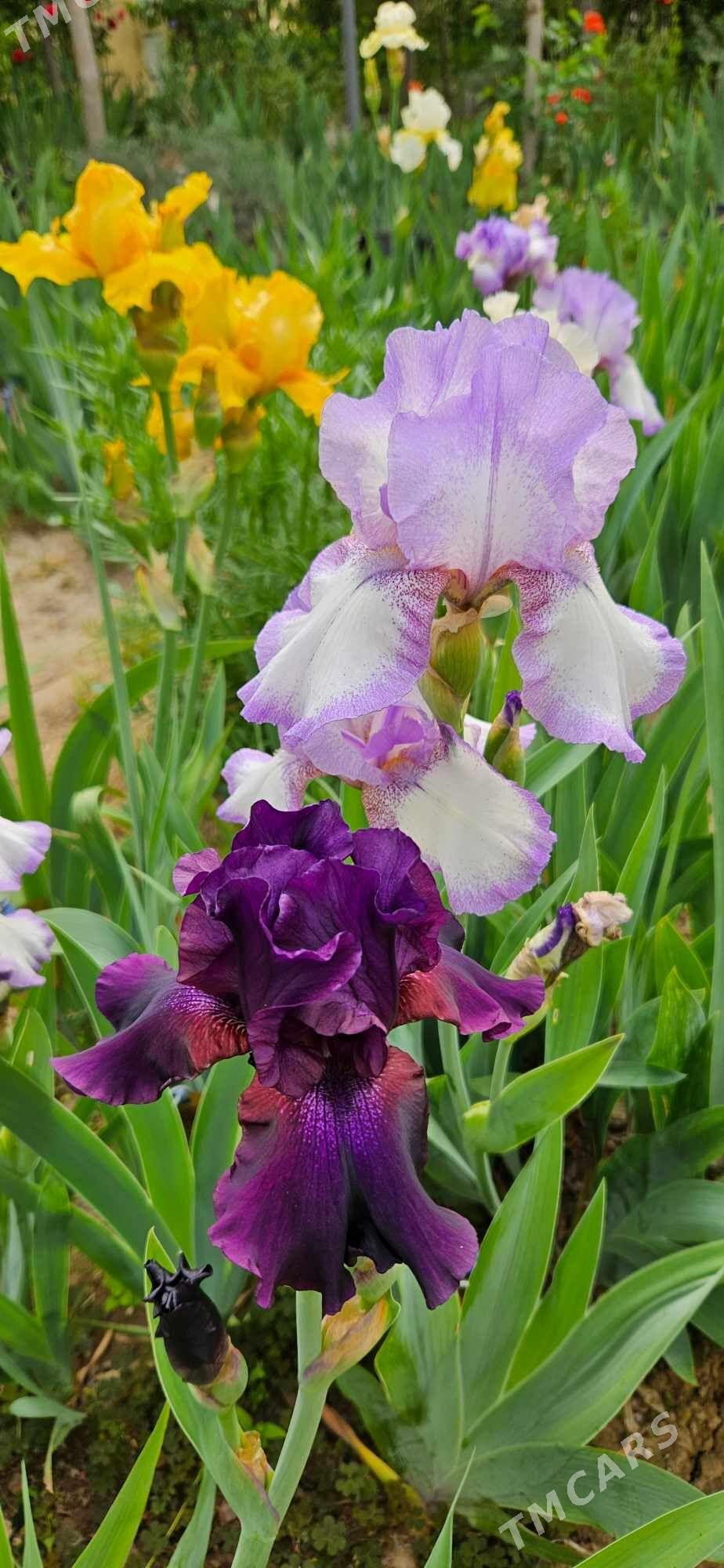 Ирис бородатый/ Iris - Чоганлы - img 1