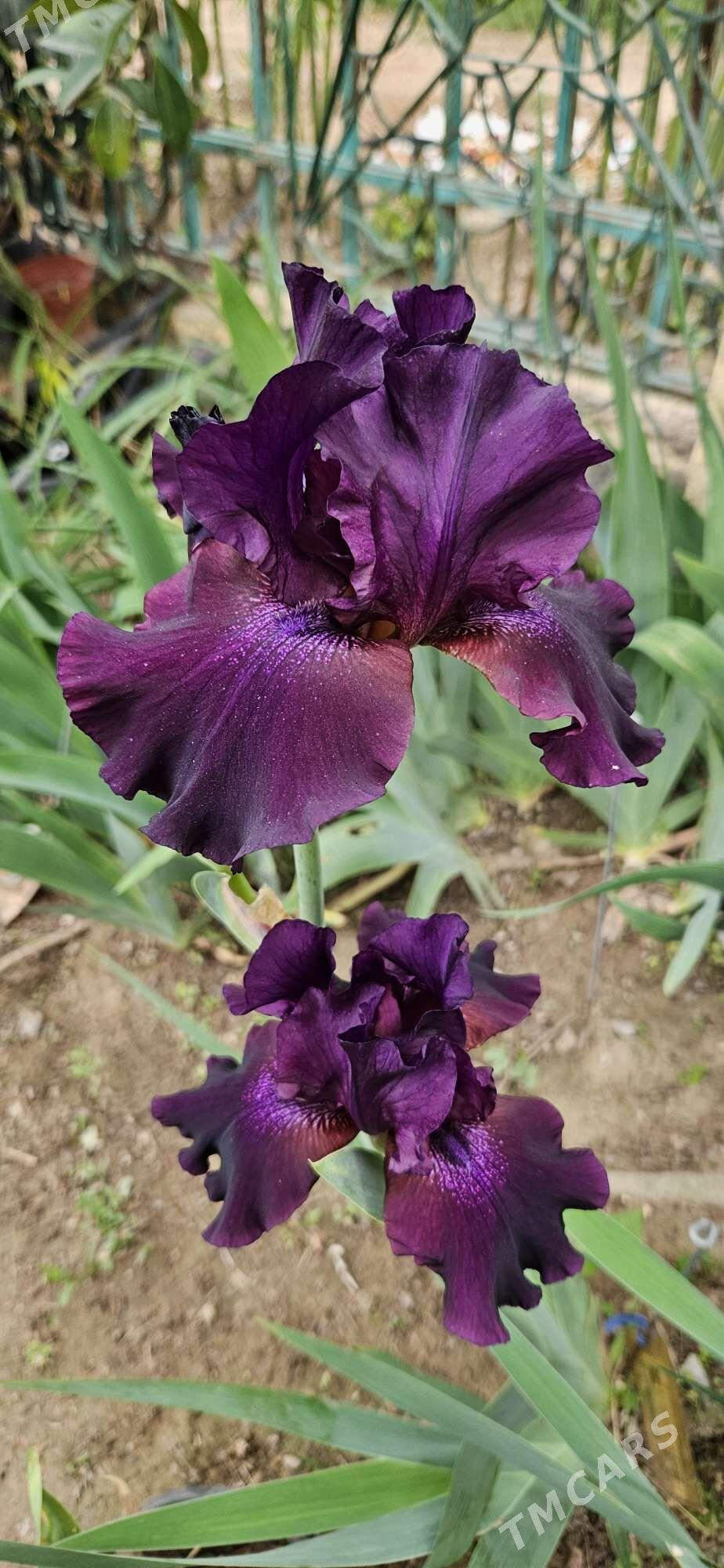 Ирис бородатый/ Iris - Чоганлы - img 2