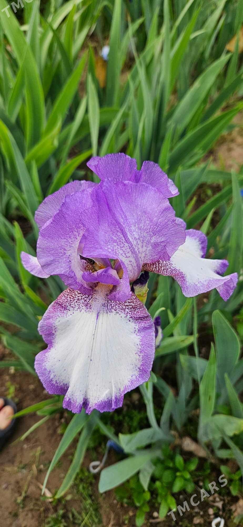 Ирис бородатый/ Iris - Чоганлы - img 4