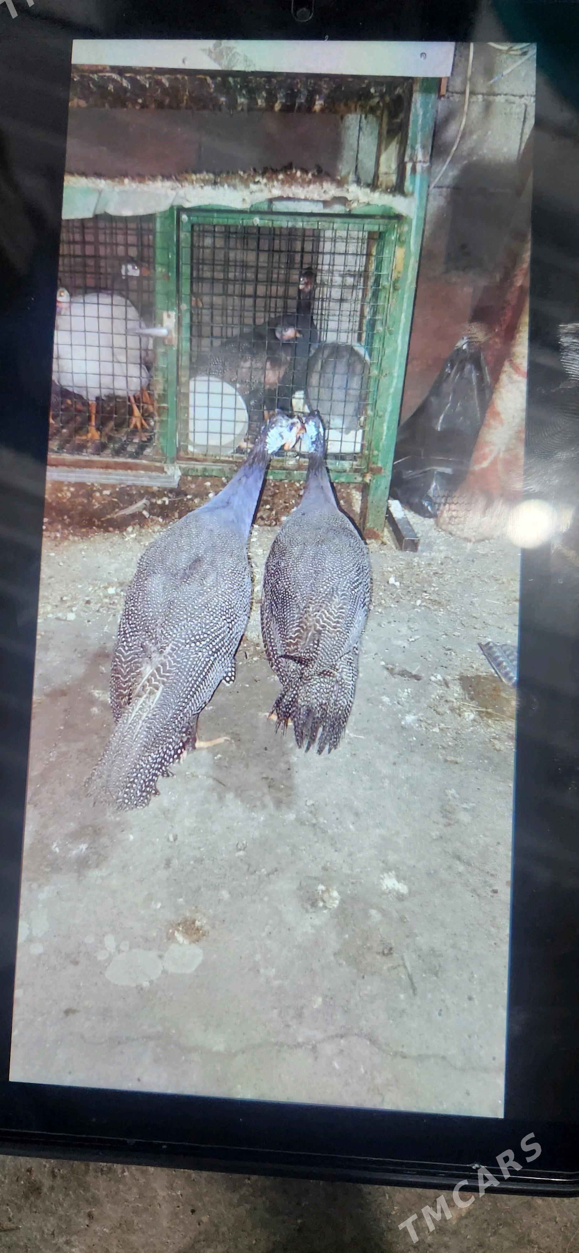 kakilik sisarka - Çoganly - img 2