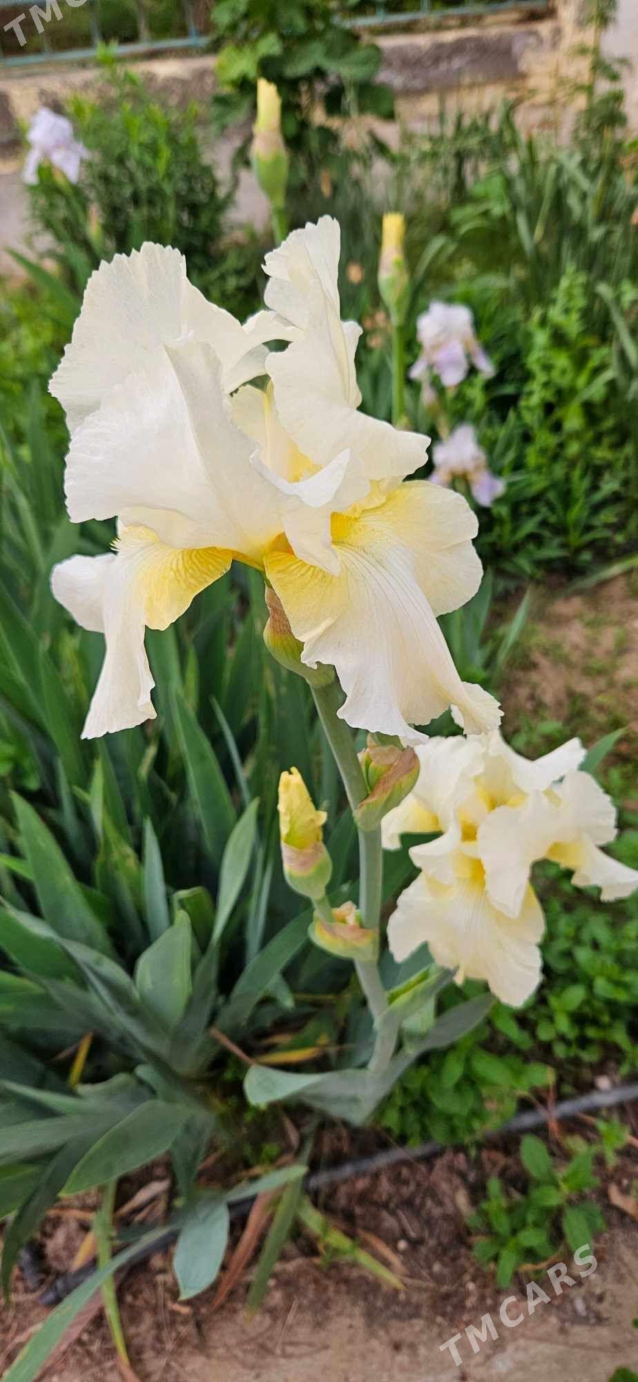 Ирис бородатый/ Iris - Чоганлы - img 3