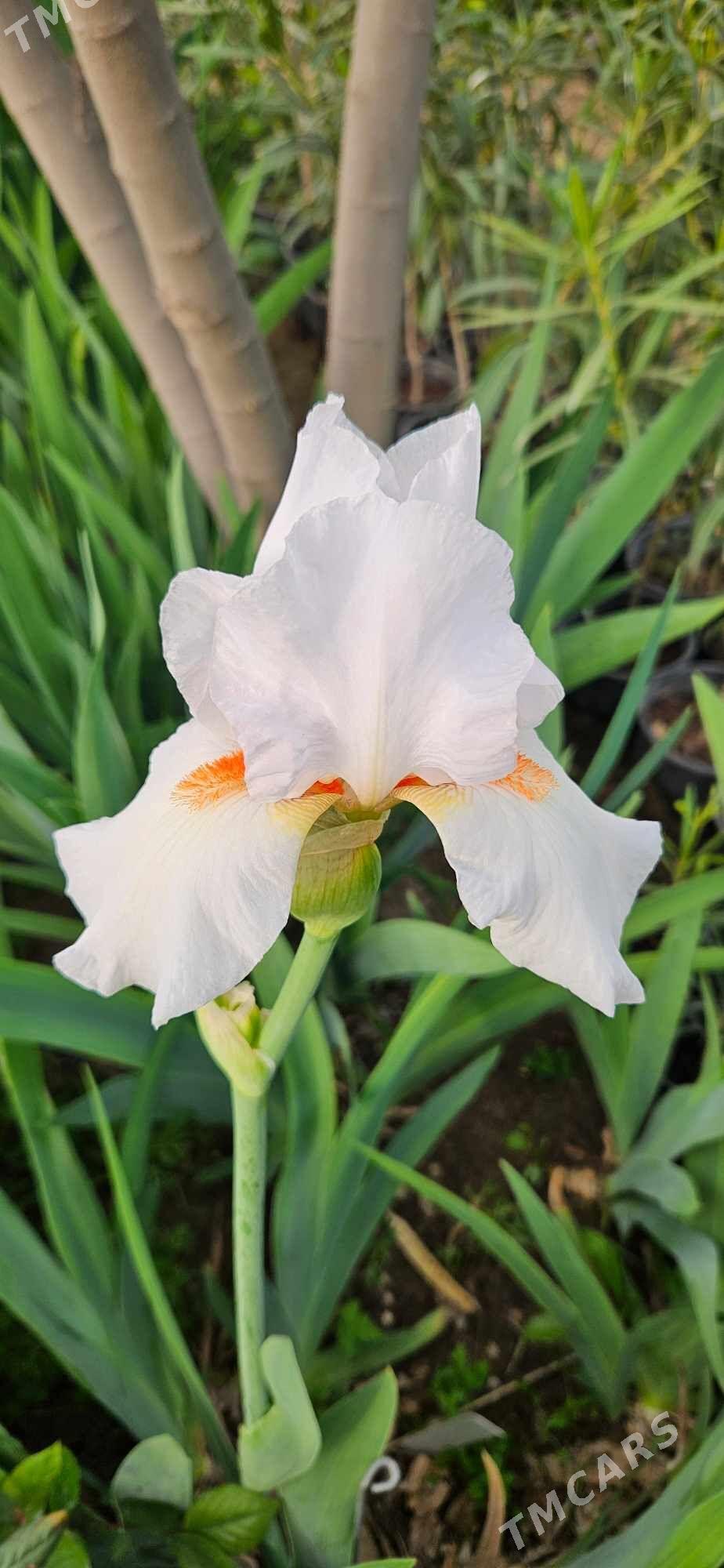 Ирис бородатый/ Iris - Чоганлы - img 5