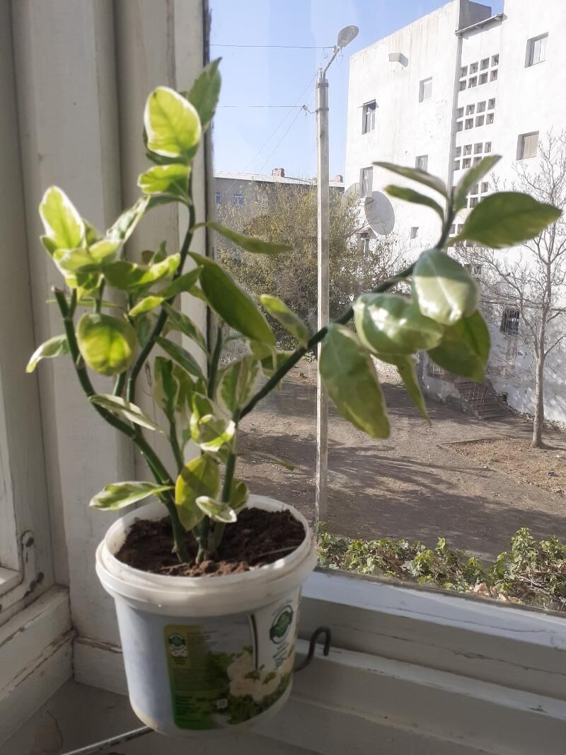 Педилантус или Денежное дерево - Türkmenabat - img 3