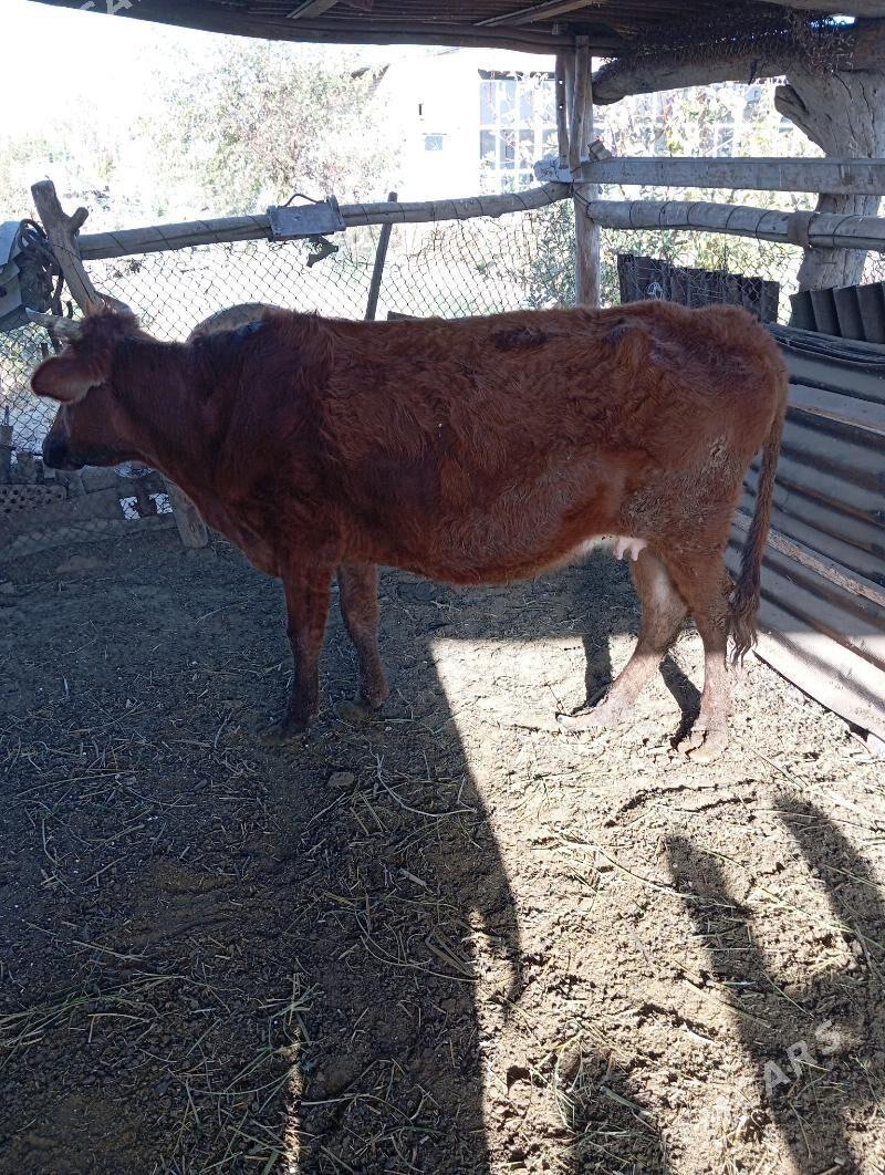 sygyr - Çärjew - img 5