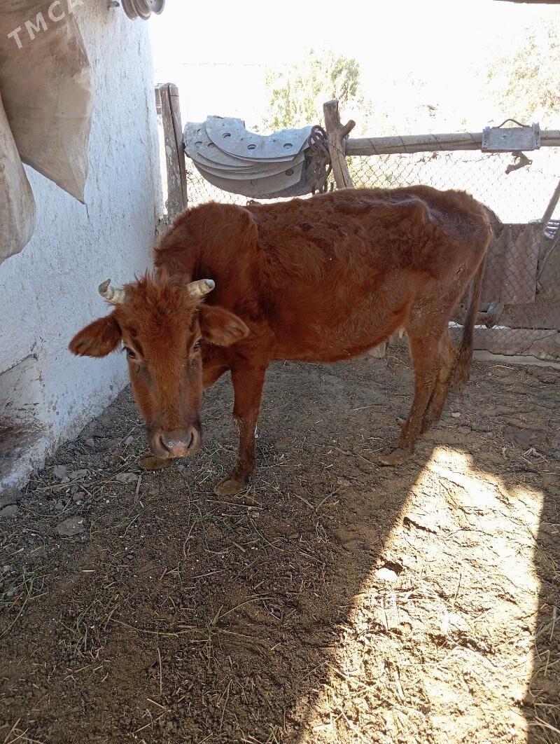 sygyr - Çärjew - img 1