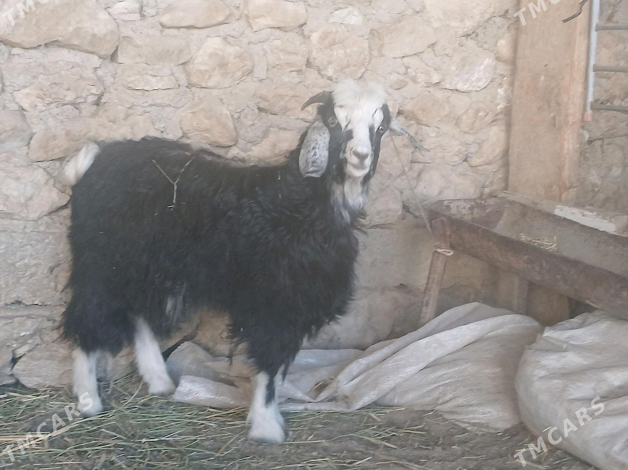 cebis - Jebel - img 3