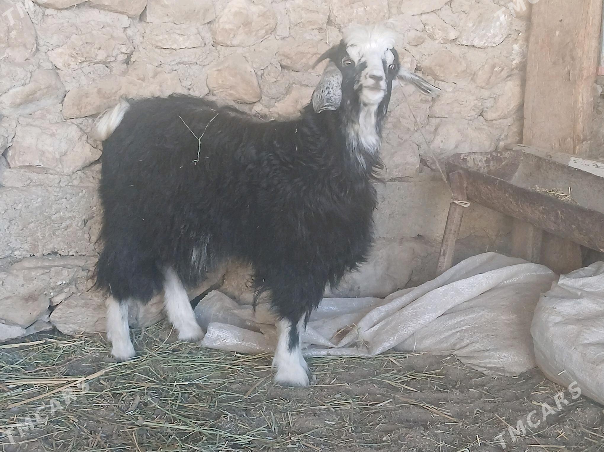 cebis - Jebel - img 2