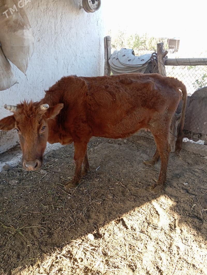 sygyr - Çärjew - img 2