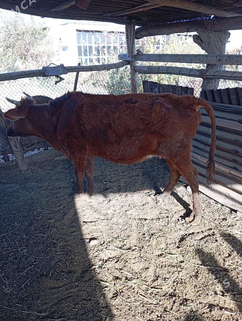 sygyr - Çärjew - img 4