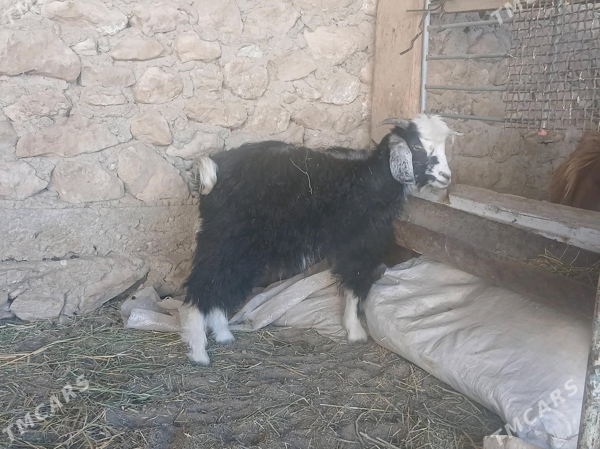 cebis - Jebel - img 1