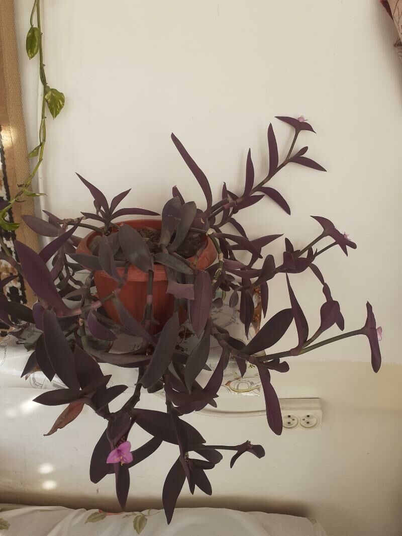 Феолетовая традисканция - Туркменабат - img 4