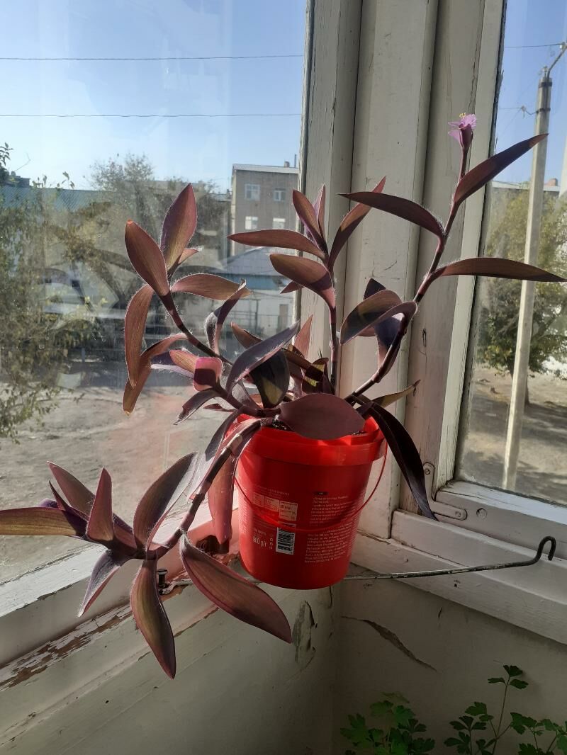 Феолетовая традисканция - Туркменабат - img 5