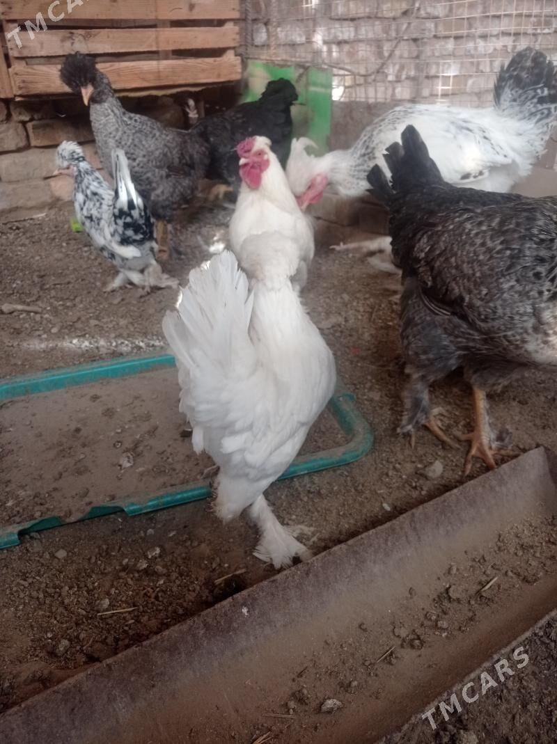 karlik towuk - Çärjew - img 6